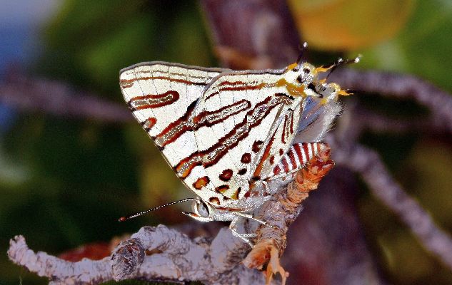 Cigaritis natalensis male UNS